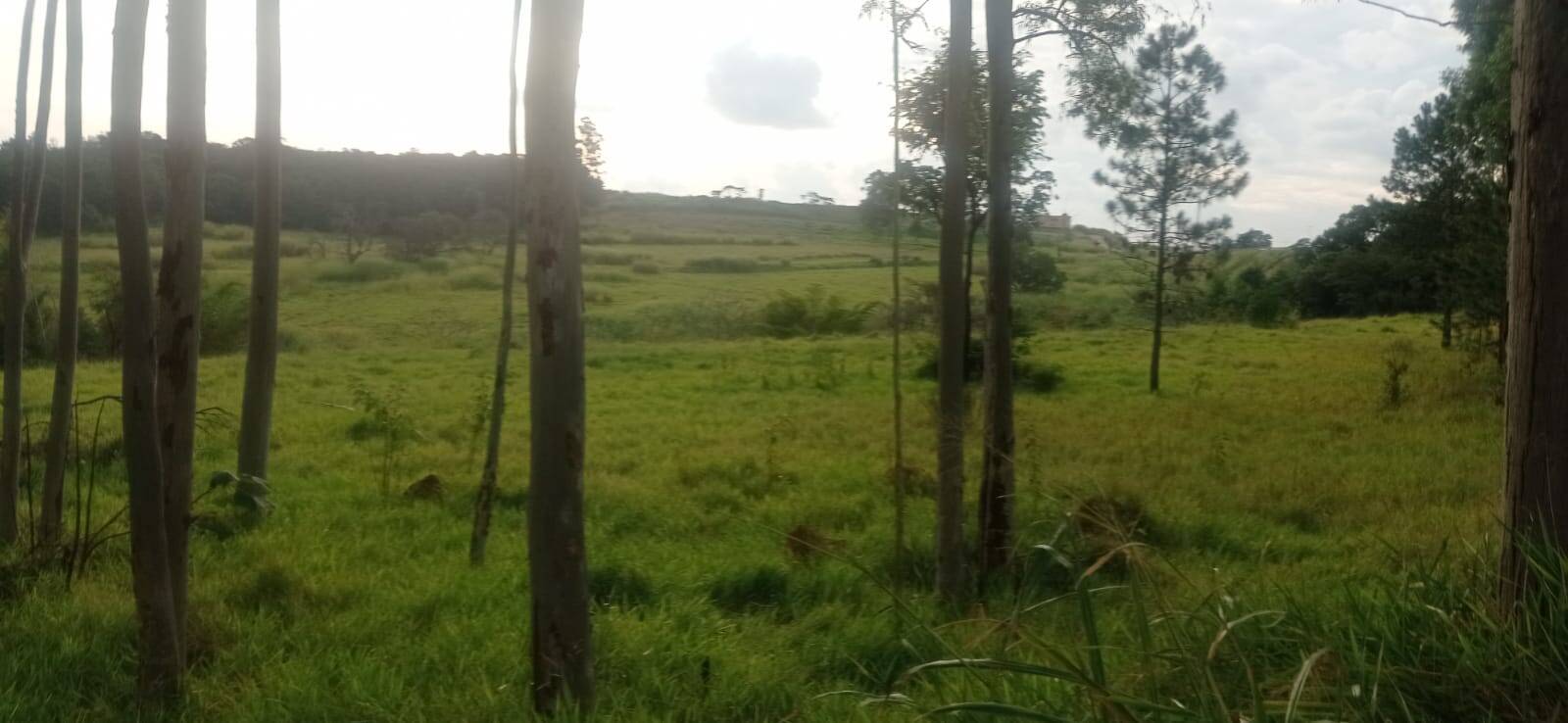 Terreno, 5 hectares - Foto 11