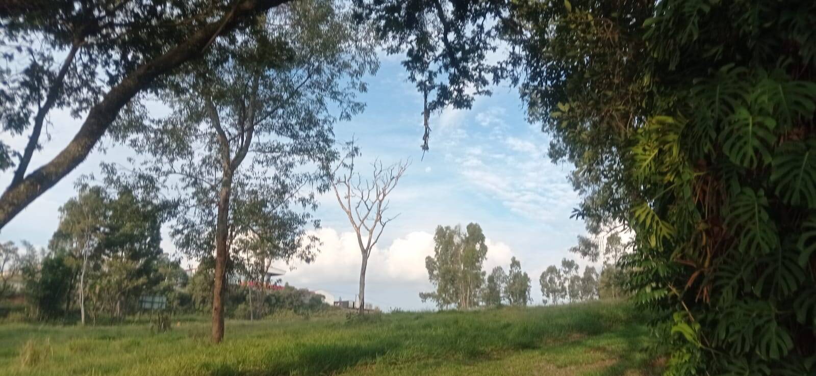 Terreno, 5 hectares - Foto 4