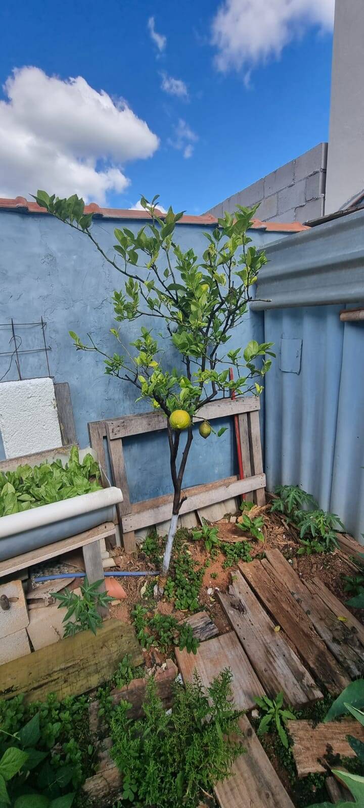 Casa, 3 quartos, 200 m² - Foto 18