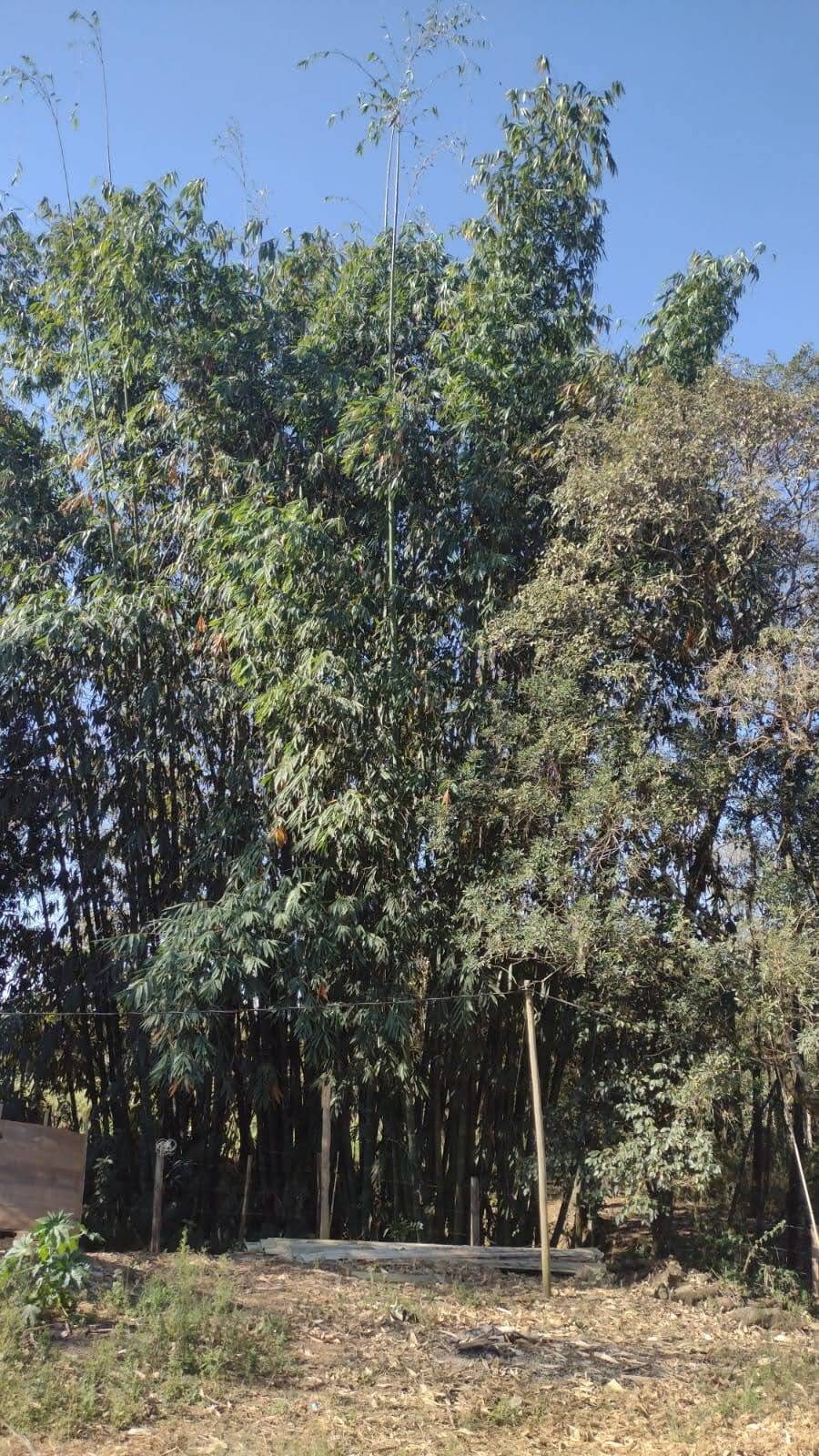 Terreno, 2 hectares - Foto 13