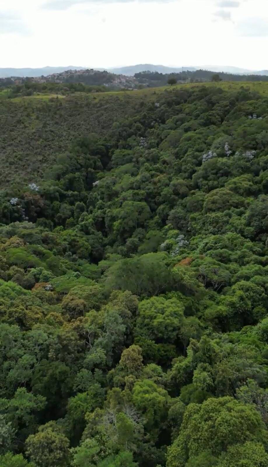 Terreno, 14 hectares - Foto 9