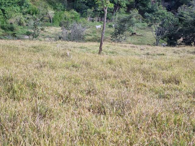 Terreno, 2 hectares - Foto 6